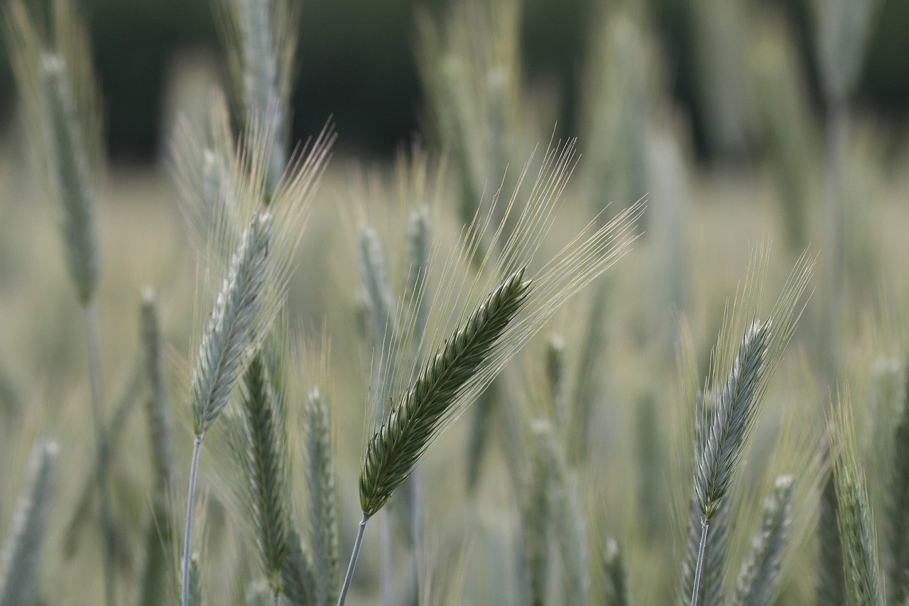 Yer ijarasi - dehqonchilik uchun